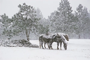 Lingering Prints: Horses in a snowstorm