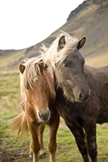 Windswept Prints: Horses, South Iceland, Polar Regions
