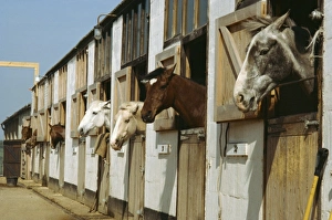 Stable Prints: Horses in stables, England, United Kingdom, Europe