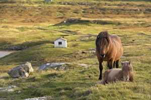 Faroes Prints: Horses, stallion and foal, Sandoy island, Faroe Islands, Denmark, Europe