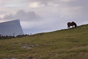 Faroes Prints: Horses, stallion, Sandoy Island, Faroe Islands, Denmark, Europe