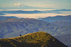 Umbria Prints: Horses at sunrise, Mount Acuto, Apennines, Umbria, Italy, Europe
