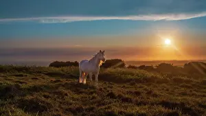 Riding Prints: Horses at sunset on Beachy Head, East Sussex, England, UK