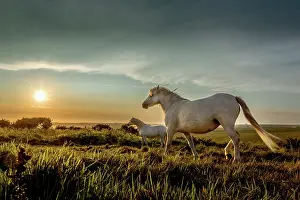 Silhouettes Prints: Horses at sunset on Beachy Head, East Sussex, England, UK