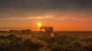 Horses Prints: Horses at sunset on Beachy Head, East Sussex, England, UK
