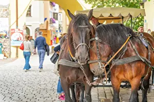 Carriage Prints: Horses waiting in the old town streets of Kitzbuhel during summer in Austrian Tyrol