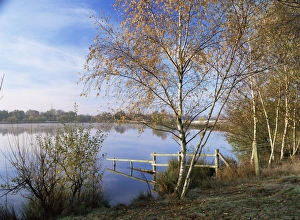 Ecology Prints: Horseshoe Lake, a flooded gravel pit, Sandhurst, Berkshire, England, United Kingdom