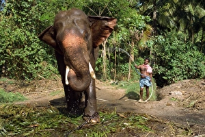 Capitivity Prints: Hosing down elephant