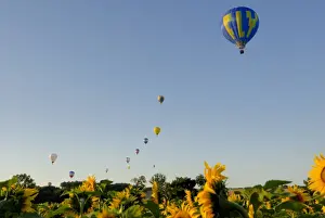 Hot air ballooning over fields of sunflowers in the early morning, Charente