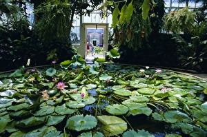 Shades Prints: Hot house lily pond