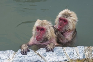 Nurture Prints: Hot-tubbing monkeys, Hakodate, Hokkaido, Japan, Asia