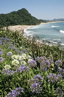 Flowering Collection: Hot Water Beach
