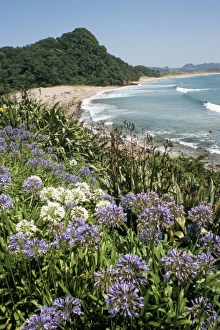 Flowering Prints: Hot Water Beach