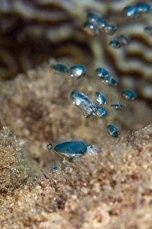 Seabed Prints: Hot water bubbles produced by the volcanic rock
