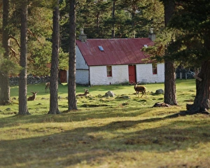 Stag Prints: House and deer among trees