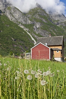 Eidfjord Prints: House and field with dandelions