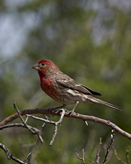 National Forest Prints: House finch (Carpodacus mexicanus)