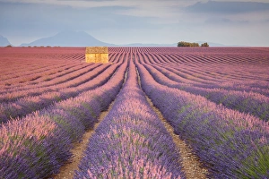 Provence Alpes Cote Dazur Prints: House in a lavender field at sunset, Plateau de Valensole, Alpes-de-Haute-Provence