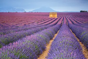 House in a lavender field at sunset, Plateau de Valensole, Alpes-de-Haute-Provence