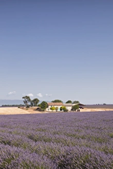 Plateau De Valensole Prints: A house amongst lavender fields on the Plateau de Valensole