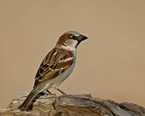Beak Prints: House sparrow (Passer domesticus), The Pond, Amado, Arizona, United States of America