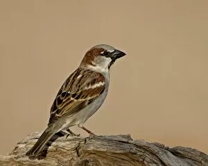 Images Dated 26th March 2010: House sparrow (Passer domesticus), The Pond, Amado, Arizona, United States of America