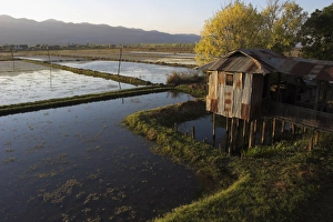 Stilt Prints: House on stilts, Inle Lake, Shan State, Myanmar (Burma), Asia