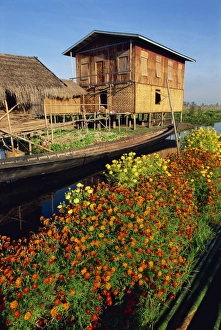 Stilt House Prints: House on stilts, with marigolds, Inle Lake, Myanmar (Burma), Asia
