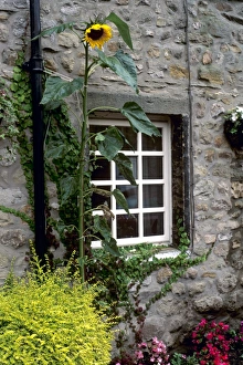 Sun Flower Prints: House and sunflower, Yorkshire Dales National Park, Yorkshire, England