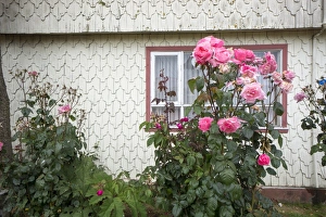 Rose Prints: Houses built of wooden tiles, island of Chiloe, Chile, South America