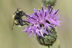 Invertebrates Prints: Hoverfly (Volucella bombylans var. plumata) visiting a greater knapweed flower (Centaurea