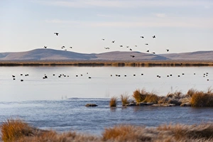 Images Dated 28th October 2009: Huahu (Flower Lake), an important sanctuary for birds, Sichuan, China, Asia