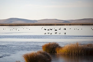 Images Dated 28th October 2009: Huahu (Flower Lake), an important sanctuary for birds, Sichuan, China, Asia