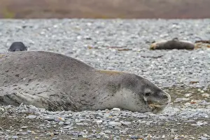 Nature Lovers Prints: Huge adult male leopard seal (Hydrurga leptonyx) hauled out on the beach at Salisbury Plain in the Bay of Isles