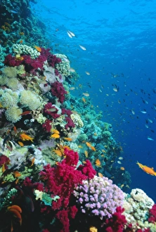 Blooming Prints: Huge biodiversity in living coral reef, Red Sea, Egypt