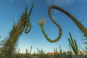 Huge Boojum Tree (Cirio) (Fouquieria columnaris) near Bahia de Los Angeles, Baja California Norte, Mexico, North America