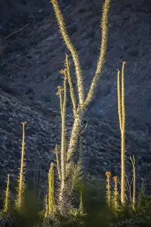 Huge Boojum tree (Cirio) (Fouquieria columnaris) at sunset near Bahia de Los Angeles