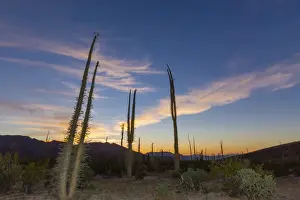 Cirio Prints: Huge Boojum Trees (Cirio) (Fouquieria columnaris) at sunset