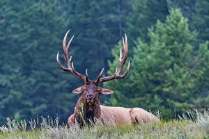 Antler Prints: Huge deer, Jasper National Park