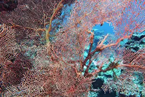 Maldives Prints: A huge Echinogorgia species sea fan