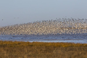 Clustered Prints: Huge flock of knot (Calidris canutus) in flight, Snettisham RSPB reserve, Norfolk