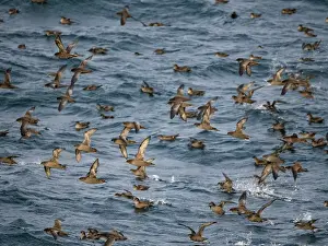 Alaska Prints: Huge flock of short-tailed shearwaters flying over the waters of the Bering Sea in Alaska during migration season