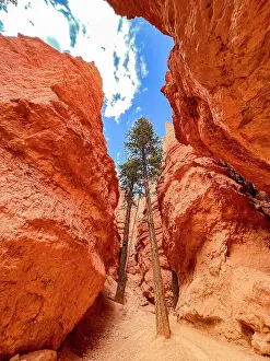 Amphitheater Prints: Huge trees growing in a slot canyon in Bryce Canyon National Park