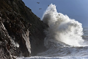 Seagull Prints: Huge waves crash against cliffs at Criccieth, Gwynedd, Wales, United Kingdom, Europe