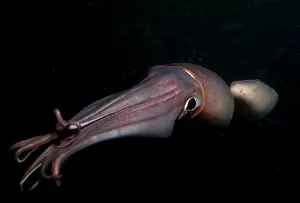 Images Dated 22nd March 2009: Humboldt (Jumbo) squid (Dosidicus gigas) swimming at night, Gulf of California, Baja California