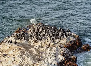 Peruvian Culture Prints: Humboldt penguins (Spheniscus humboldt) on the rock in Lagunillas