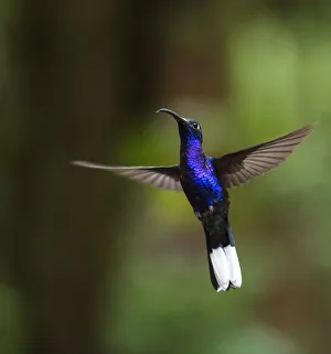 Hummingbird Prints: Hummingbird in the Monteverde Cloud Forest, Puntarenas Province, Costa Rica, Central