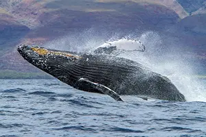 Large Prints: Humpback whale breaches in AuAu Channel during a sunny day in Hawaii, USA