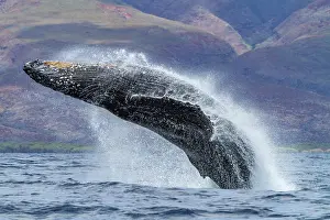 Large Prints: Humpback whale breaching in AuAu Channel in Hawaii during whale watching season