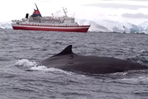 Humpback whale in front of cruise ship, Antarctica, Polar Regions